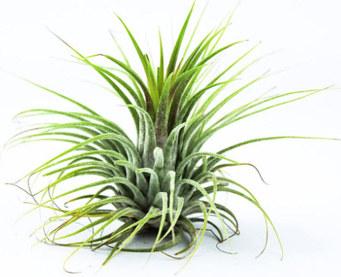 ต้นทิลแลนด์เซีย (Tillandsia) กระถางเล็ก / ต้น