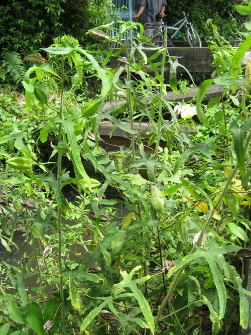 กระเจี๊ยบผี / 20 เม็ด