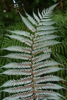 เฟิร์นใบเงิน (Silver Tree Fern) / 25 เม็ด (New Zealand)