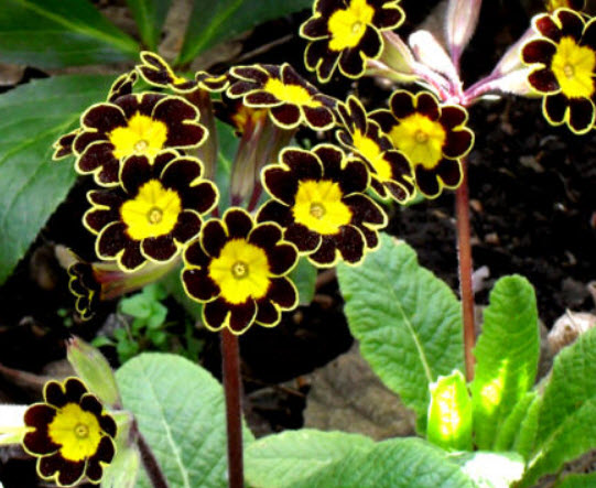 โพลีแอนธัส (Polyanthus / Primrose Auricula) คละ / 150 เม็ด (UK)