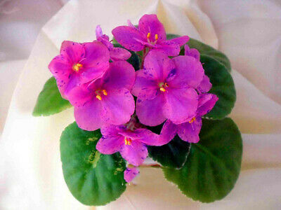 แอฟริกัน ไวโอเล็ต (African Violet) คละ / 50 เม็ด