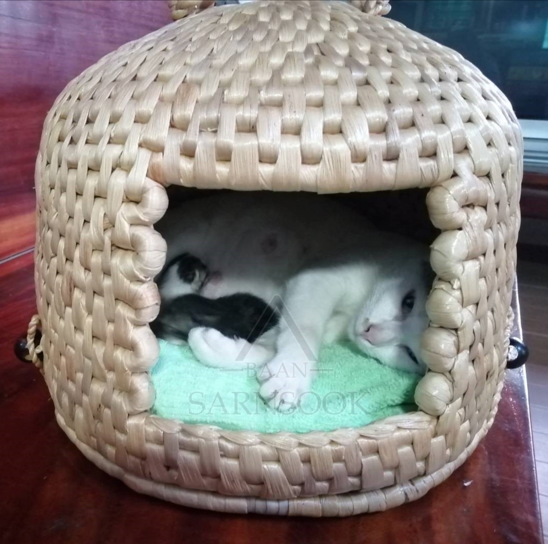 BSS501A :บ้านหมา บ้านแมว โดมแมว ที่นอนแมวขนาด 18นิ้ว ราคาส่ง 3ใบ