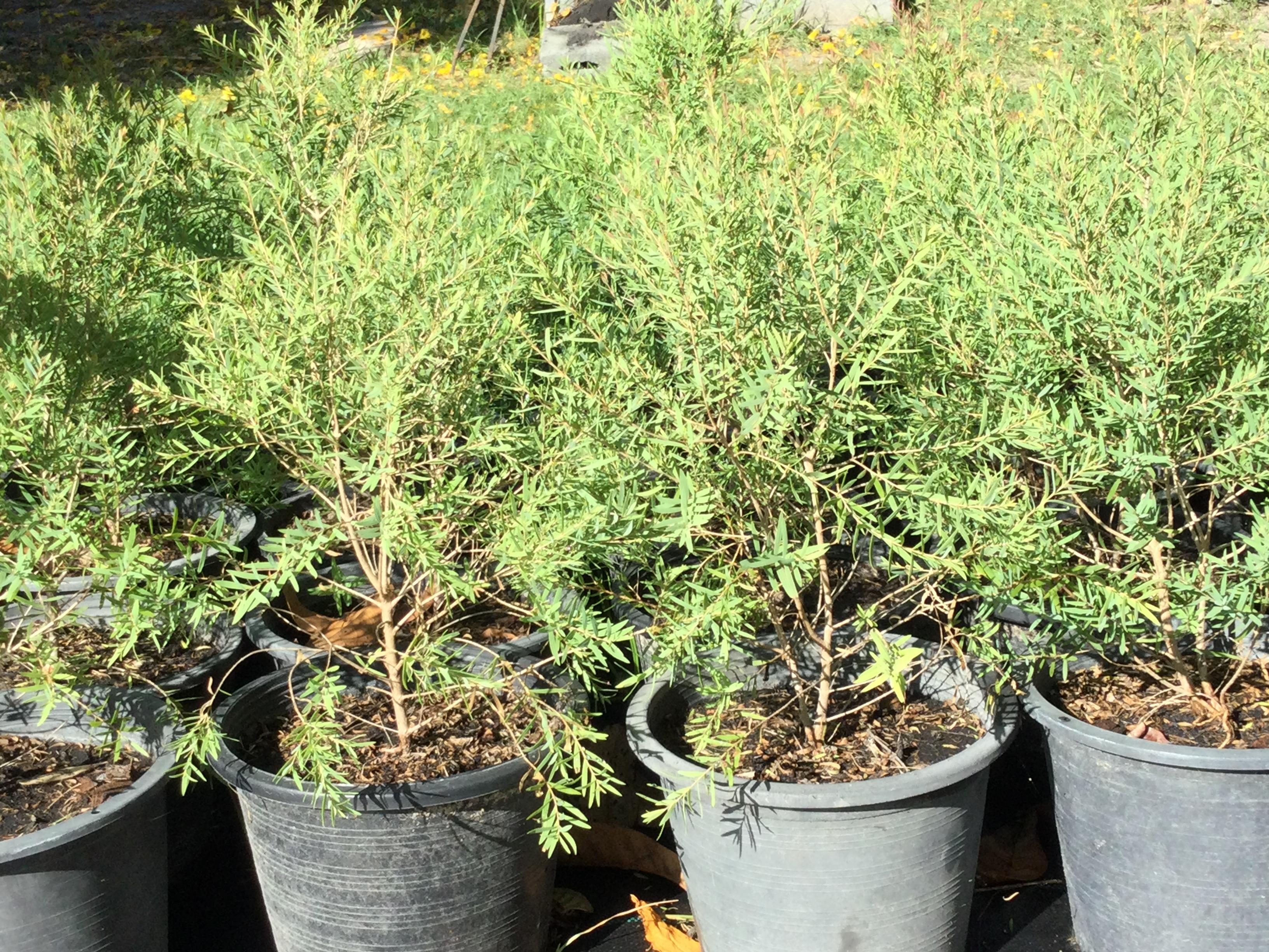 ต้นสนหอม หรือยูคาแคระ กระถาง 8 นิ้ว / ต้น