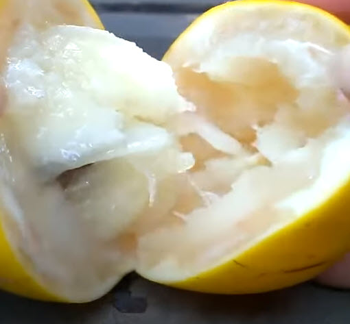 ต้น เอบิว อะบิว เอบิวไต้หวัน สูง 60-80 ซ.ม. รสชาดอร่อย