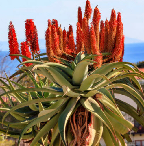 ว่านหางจระเข้ต้น (Aloe Tree) / 5 เม็ด (Portugal)
