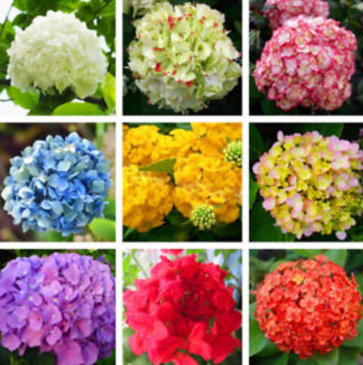 ไฮเดรนเยีย (Hydrangea) คละ 20 สี / 50 เม็ด