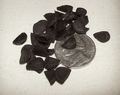 ยุกคาแดงเท็กซัส (Texas Red Yucca) / 10 เม็ด (Texas, USA)