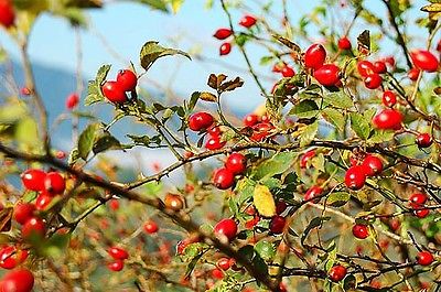 ด็อก โรส (Dog Rose) / 30 เม็ด (UK)