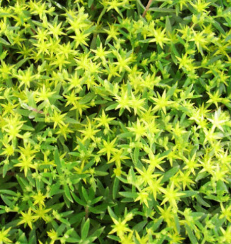 ซีดัม ไลแนร์ (Sedum Lineare) / ซอง 50 เม็ด (A201)
