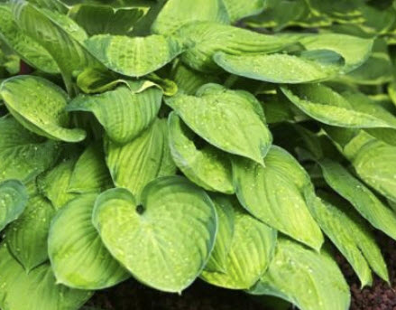 ฮอสต้า สีม่วง (Purple Lily Shade Hosta) / 50 เม็ด (China)*