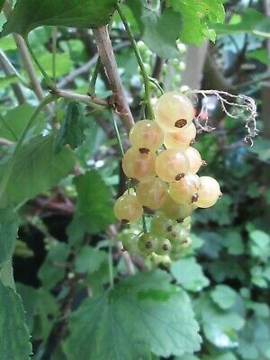 ไวท์ เคอแร้นท์ (White Currant) / 50 เม็ด