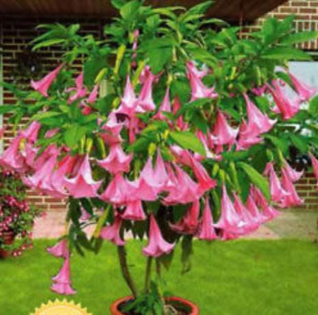 ลำโพงเตี้ย สีชมพู (Pink Datura) / 25 เม็ด