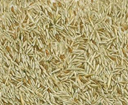 หญ้าภูเขา (Pampas grass) สีเหลือง / 2,000 เม็ด