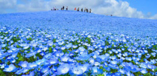 เนโมฟีลา - เบบี้ บลู อาย (Nemophila - Baby Blue Eyes) / 200 เม็ด (UK)