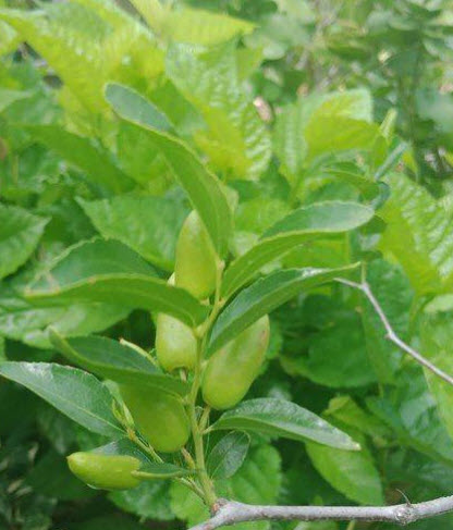 ต้น พุทราแดง (หงจ่าว) พุทราจีนลูกยาว ต้นใหญ่ น่าปลูก สูง 100 ซ.ม.+ ต้นไม้นำเข้า