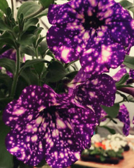 พิทูเนีย บลู สกาย (Blue Sky Petunia) สีน้ำเงิน-ม่วงด่าง / 200 เม็ด (หายาก)