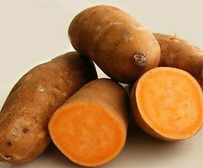 มันเหลือง หรือมันเทศหวานเหลือง (Yellow Sweet Potato) / 50 เม็ด (นอก)