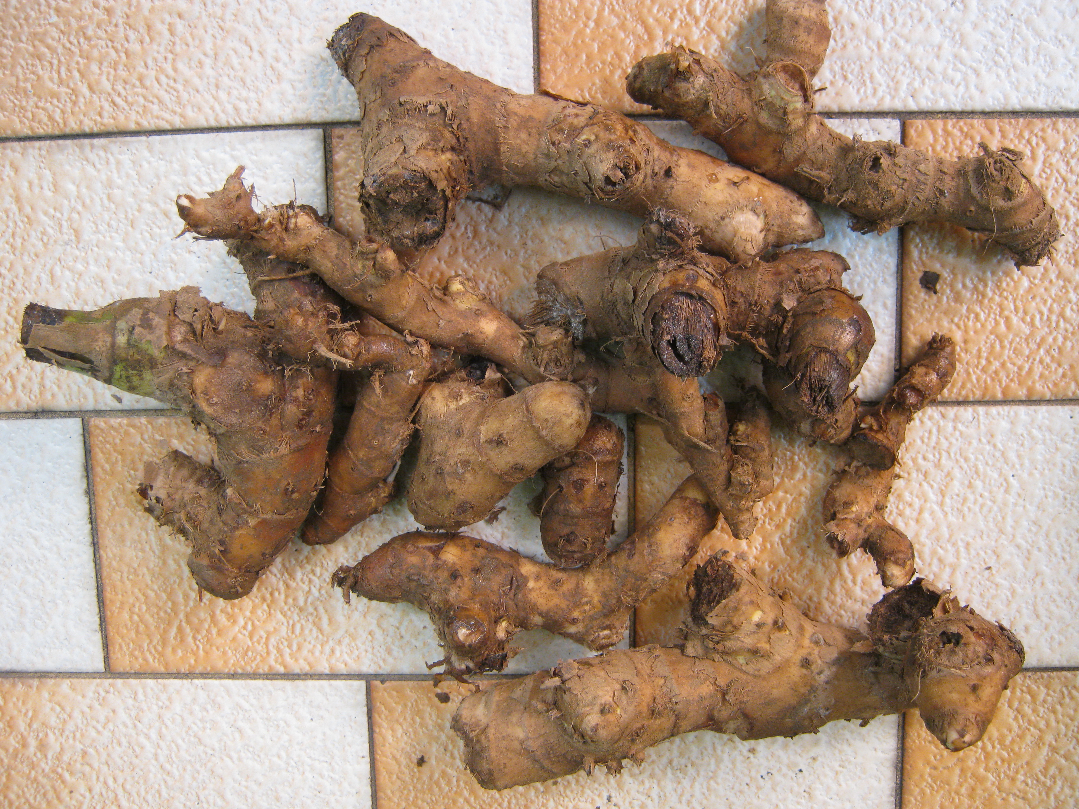 เอื้องหมายนา (Crape Ginger) ดอกขาว / เหง้า