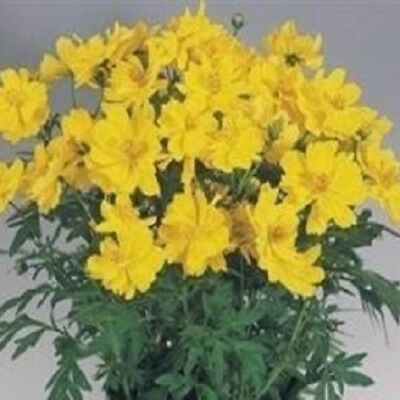 ดาวกระจาย คอสมิค เยลโล่ (Cosmos - Cosmic Yellow) สีเหลือง / 25 เม็ด (UK)