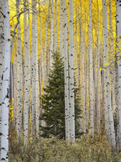 ไวท์เบิร์ช หรือซิลเวอร์เบิร์ช (White Birch / Silver Birch) / 20 เม็ด