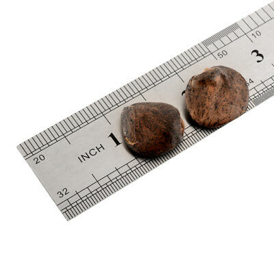 วิสทีเรียต้น (Wisteria tree) สีม่วง / 10 เม็ด