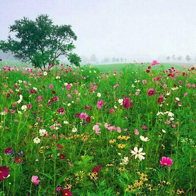 ดอกไม้ป่า (wildflowers) คละ / 100 เม็ด (นอก)