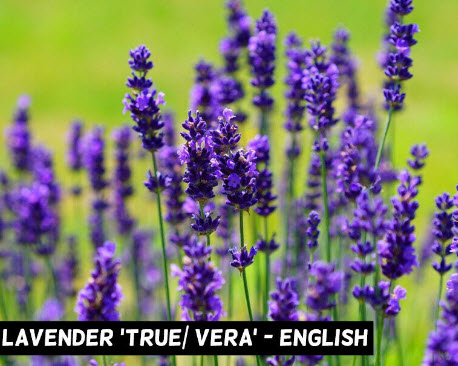 ลาเวนเดอร์อังกฤษ (English Lavender) / 50 เม็ด (Australia)