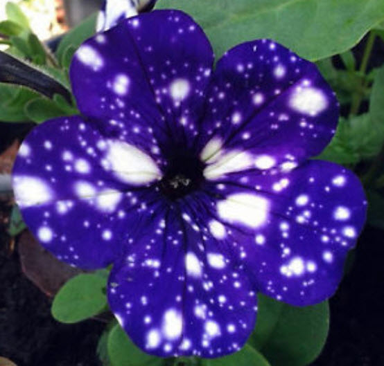 พิทูเนีย บลู สกาย (Blue Sky Petunia) สีน้ำเงิน-ม่วงด่าง / 200 เม็ด (หายาก)