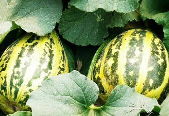 แตง Crispy Melons / ซอง 20 เม็ด (B068)