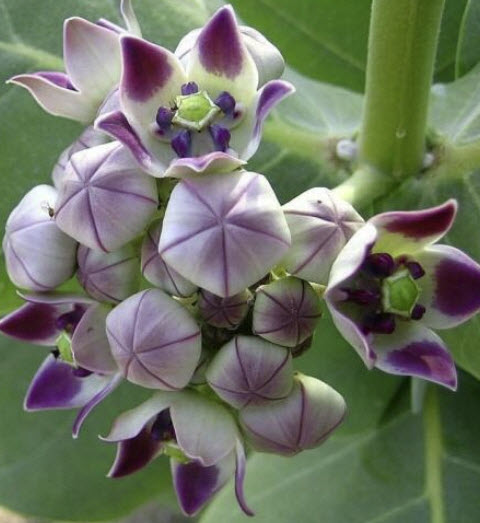 รัก (Crown Flower) สีม่วง / 25 เม็ด (Sri Lanka)*
