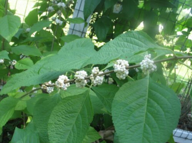 บิวตี้เบอรี่ (Beautyberry) สีขาว / 5 เม็ด (USA)