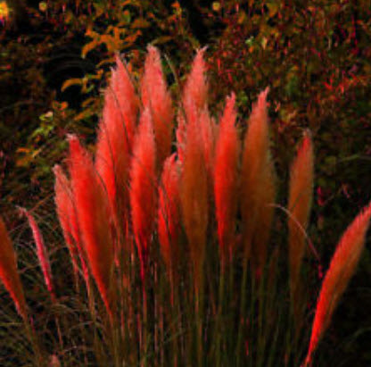 หญ้าภูเขา (Pampas grass) สีแดง / 400 เม็ด