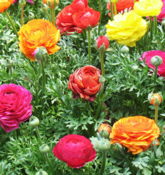 รานังคูลัส (Ranunculus / Persian Buttercup) / ซอง 20 เม็ด (A078)