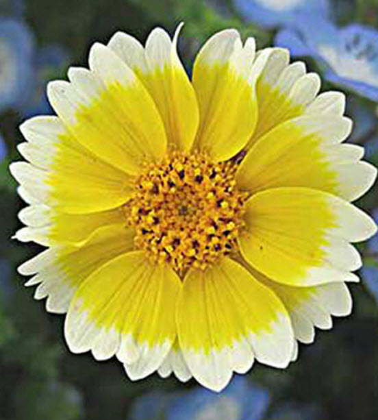 ไข่ดาว (Coastal Tidy Tips) / 500 เม็ด (UK)