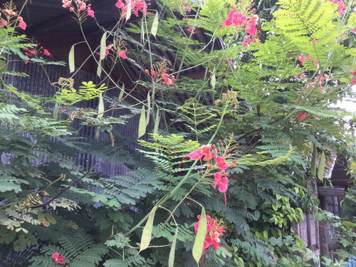 ต้นหางนกยูงไทย สีชมพู สูง 120-150 ซ.ม. / ต้น