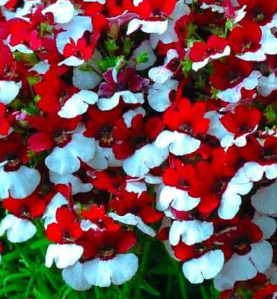 เนมีเซีย แดนิช แฟล็ก (Nemesia Danish Flag) / 1,000 เม็ด (UK)