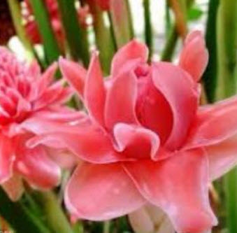 หน่อดาหลา ดอกชมพู / หน่อ