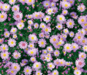 นิวยอร์ค แอสเตอร์ (New York Aster) สีม่วง / ซอง 50 เม็ด (A165)
