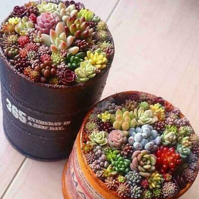 พืชอวบน้ำจิ๋ว (Mini Succulents) คละ / 100 เม็ด