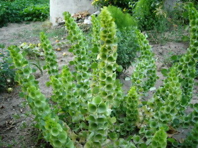 เบลส์ ออฟ ไอร์แลนด์ (Bells of Ireland) / 100 เม็ด (Serbia)