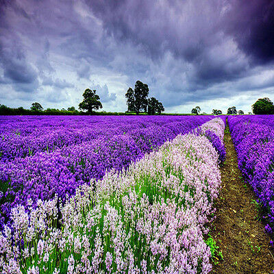 ลาเวนเดอร์อังกฤษ (English Lavender) / 400 เม็ด