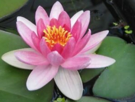 บัวชมพู (Pink Nelumbo Nucifera) / 5 เม็ด (นอก)