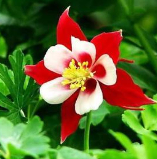 โคลัมบายน์ (Columbine) สีแดง / 50 เม็ด