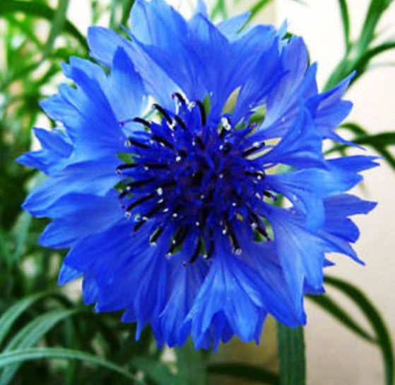 คอร์นฟลาวเวอร์ (Cornflower) สีฟ้า / 1,000 เม็ด*