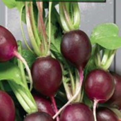 ไชเท้ามะละกาสีม่วง (Malaga Radish) / 100 เม็ด (Ukraine)