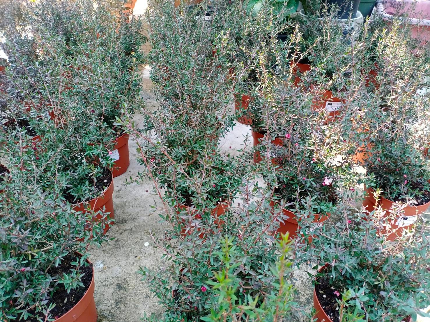 ต้นมานูก้า ดอกสีแดง (Manuka) สูง 30-40 ซ.ม / ต้น.