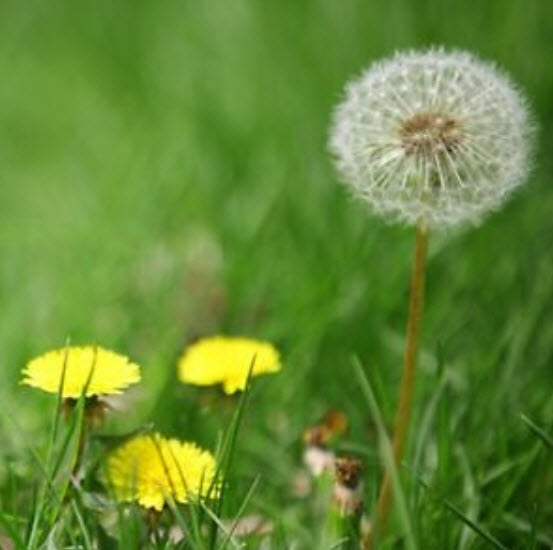 แดนดิไลออน (Dandelion) คละ / 1,000 เม็ด (โปรฯ)