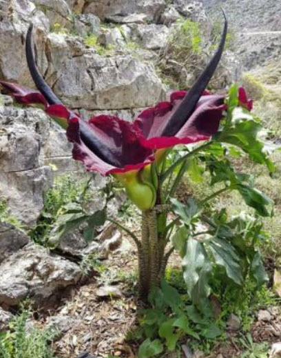 บุก Dragon Arum / Dracunculus vulgaris / 5 เม็ด (Czech)