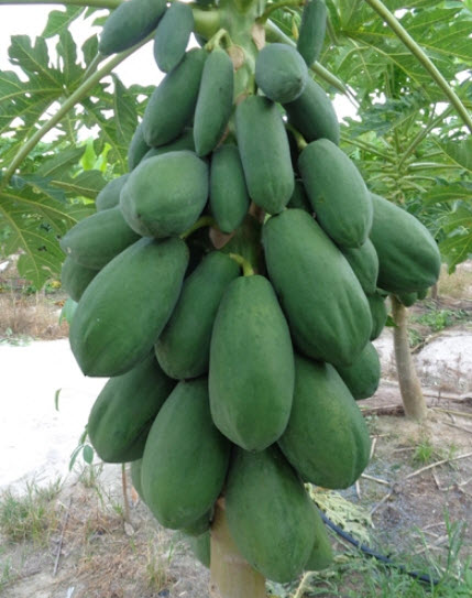 มะละกอ เรด เลดี้ (Red Lady Papaya) / 10 เม็ด (P2S)