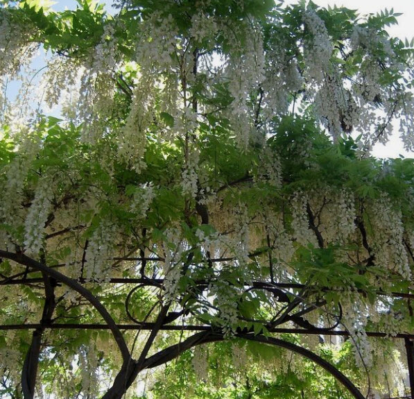 วิสทีเรียญี่ปุ่น วิสทีเรียดอกสีขาว / 5 เม็ด (Malta)